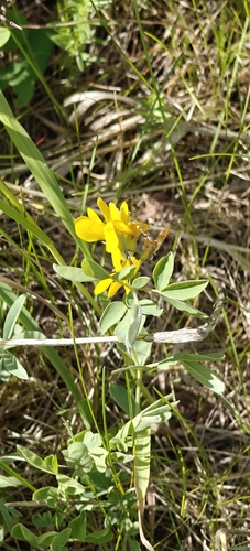 Thermopsis rhombifolia, photograph 6