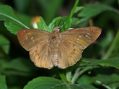 Seseria formosana