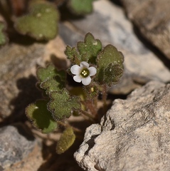 Phacelia rotundifolia