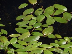 Potamogeton diversifolius