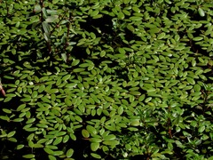 Potamogeton diversifolius