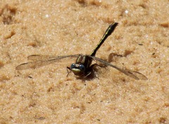 Phanogomphus oklahomensis