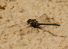 Phanogomphus oklahomensis