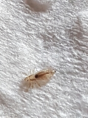 Pediculus humanus capitis