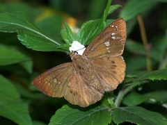 Seseria formosana