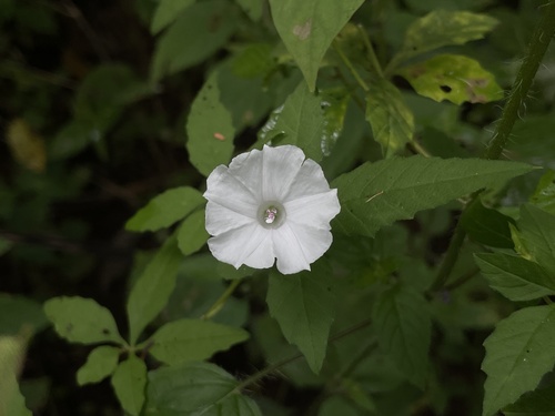 Distimake cissoides observed 2026-05-27
