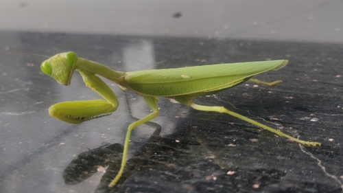 Giant Asian Mantis