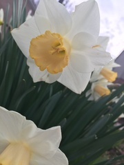 Narcissus