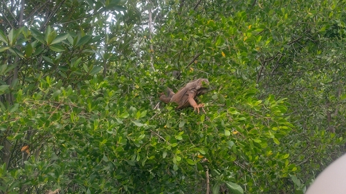 Green Iguana