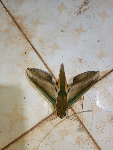 Yam Hawkmoth