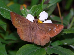 Seseria formosana