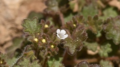 Phacelia rotundifolia
