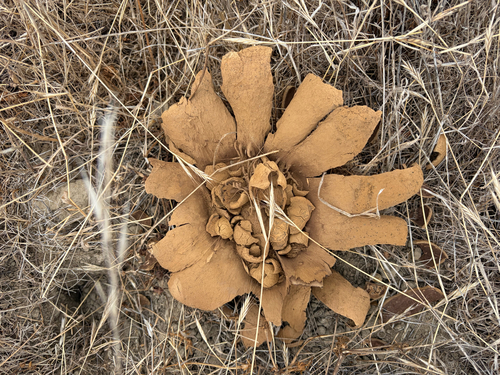 iNaturalist observation photo of Calvatia