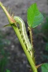 Lithophane antennata