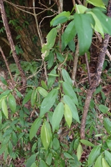 Pothos chinensis