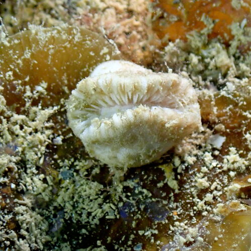 Heteropsammia cochlea observed 2026-07-02