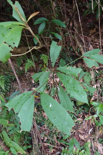 Machilus zuihoensis