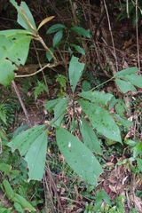 Machilus zuihoensis