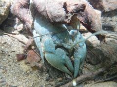 Cambarus latimanus