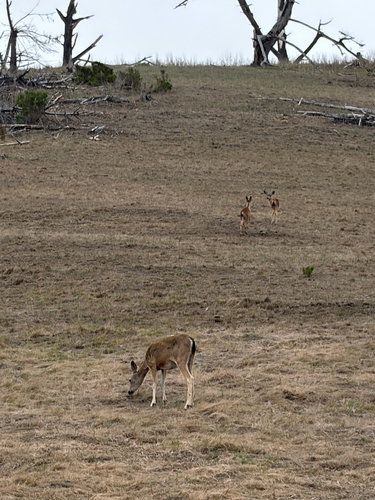 iNaturalist observation photo of California Mule Deer