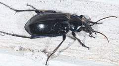 Calosoma macrum