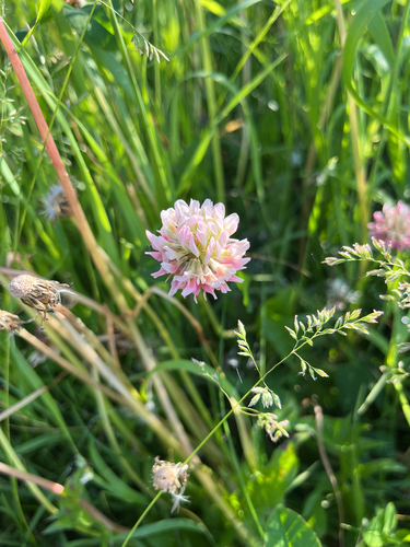 Alsike clover