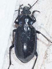 Calosoma macrum