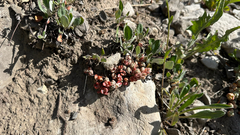 Sedum debile, photograph (c) lchaney, some rights reserved (CC BY)