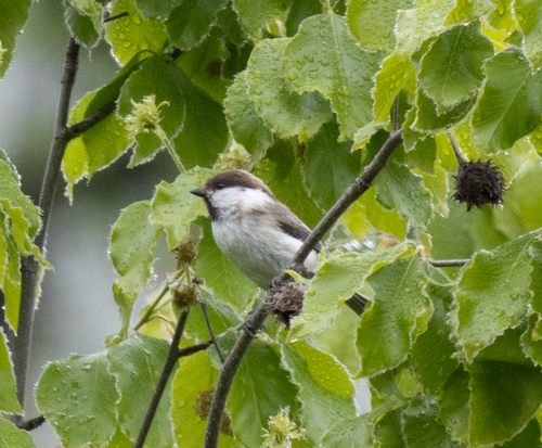 Caspian Tit (Poecile hyrcanus), photo 8