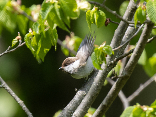 Caspian Tit (Poecile hyrcanus), photo 2