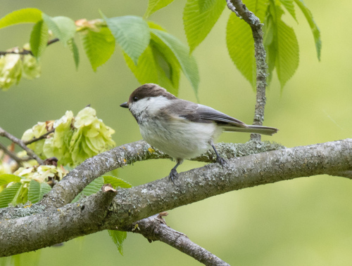 Caspian Tit (Poecile hyrcanus), photo 7