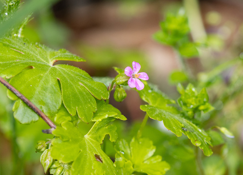 Shining Crane's-bill