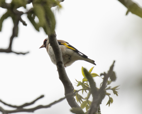 European Goldfinch
