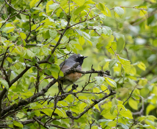 Common Redstart