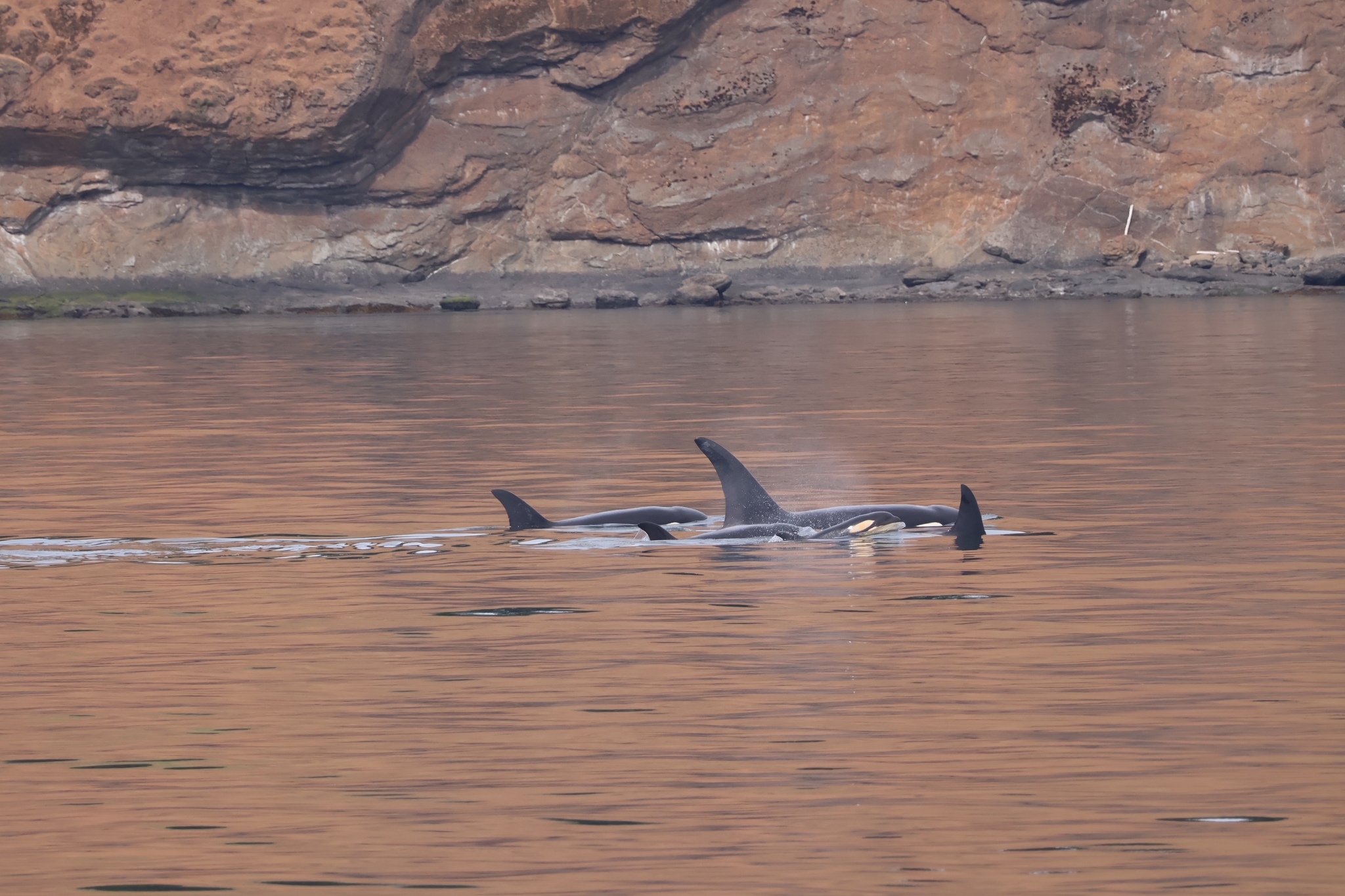Orcinus orca