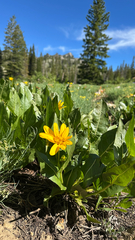 Wyethia amplexicaulis, photograph (c) lchaney, some rights reserved (CC BY)