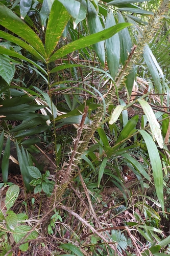 Calamus formosanus