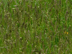 Poa bulbosa