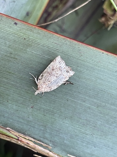 Blackheaded Leafroller