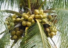 Cocos nucifera