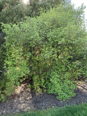 Coprosma repens