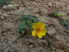 Oxalis perdicaria, photograph Bruno Avilez, CC BY, iNaturalist via GBIF