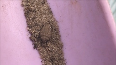 Dendroleon obsoletus