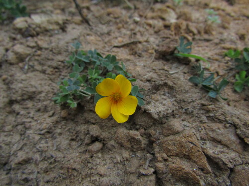 Oxalis perdicaria, photograph 4