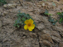 Oxalis perdicaria, photograph Bruno Avilez, CC BY, iNaturalist via GBIF