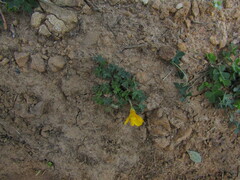 Oxalis perdicaria, photograph Bruno Avilez, CC BY, iNaturalist via GBIF