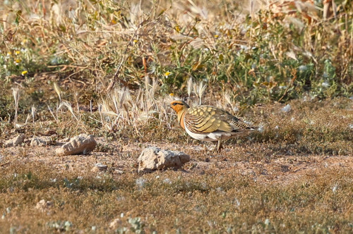 Ganga ibérica (Pterocles alchata)