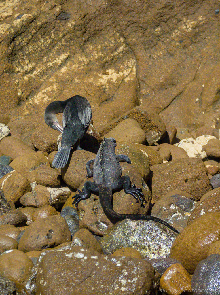 Flightless cormorant on rounded rocks at the shore