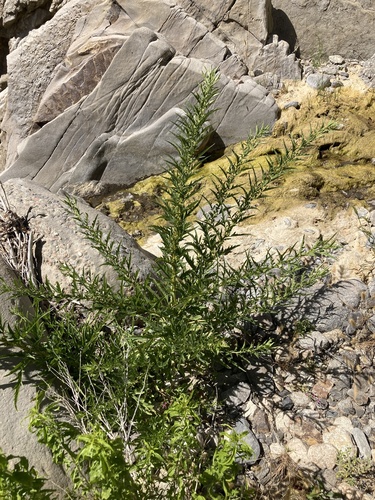 Datisca glomerata, photograph 6