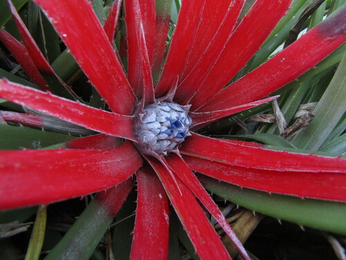 Fascicularia bicolor, photograph 6